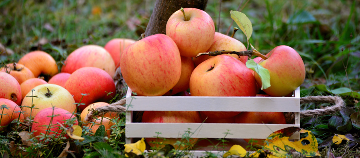 Låda med äpplen - äpplen har antioxidativa effekter