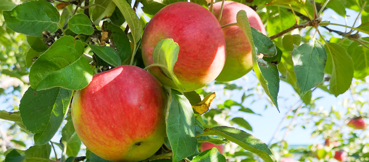 Äpplen på äppelträdsgren - allmänt om äpplen