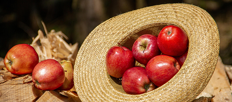 Äpplen kan motverka fetma