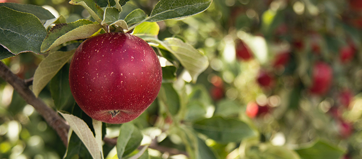 Ett äpple i äppelträd - klorogensyra i äpple motverkar tumörer och ämnesomsättningsstörningar, dessutom är det bra för tarmfloran.